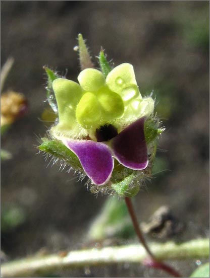 sm 837.jpg - Fluellen (Kickxia commutata): A non native trailing ground cover.  The tiny flowers are only about 1/8" across.